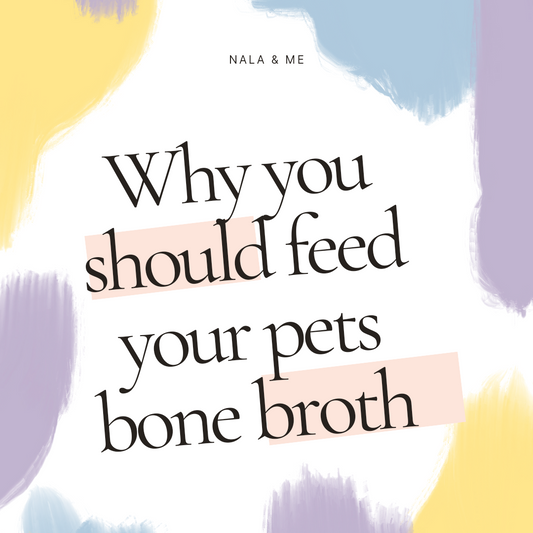 Why you should be feeding your dog & cat bone broth.